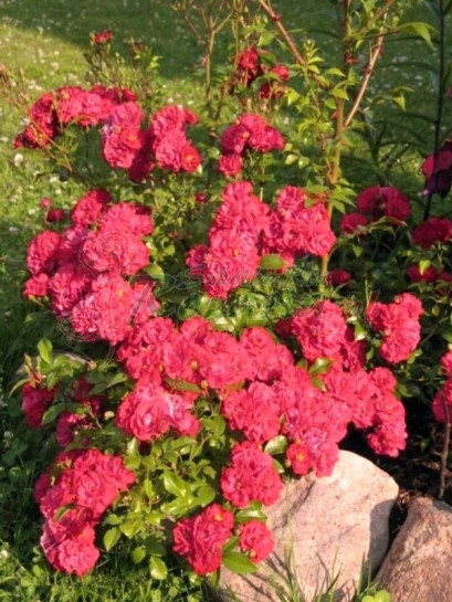 red fairy czerwone róże okrywowe