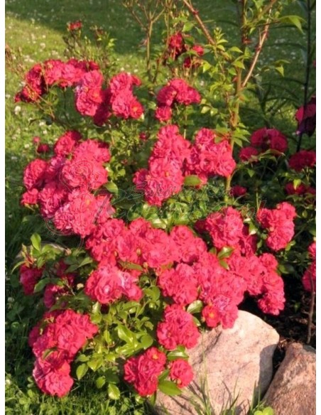 red fairy czerwone róże okrywowe