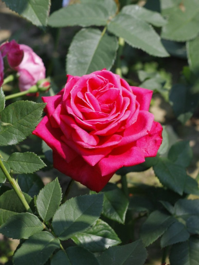 Wielkokwiatowe Roze Old Fragrance