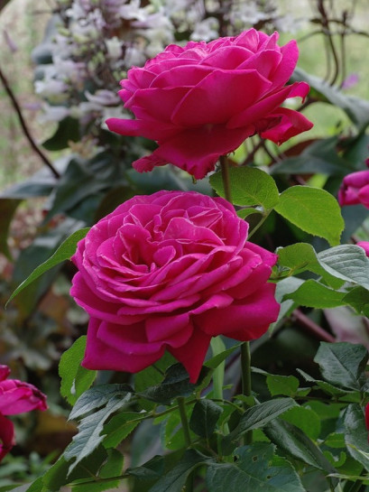 Old Fragrance Wielkokwiatowe Roze