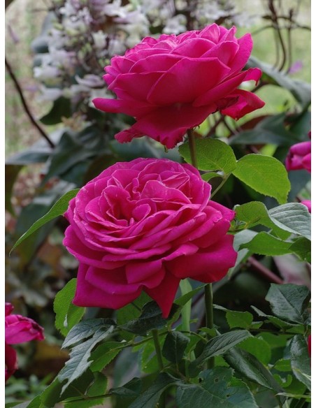 Old Fragrance Wielkokwiatowe Roze
