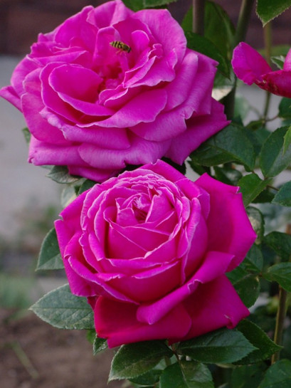 Old Fragrance  Roze Wielkokwiatowe