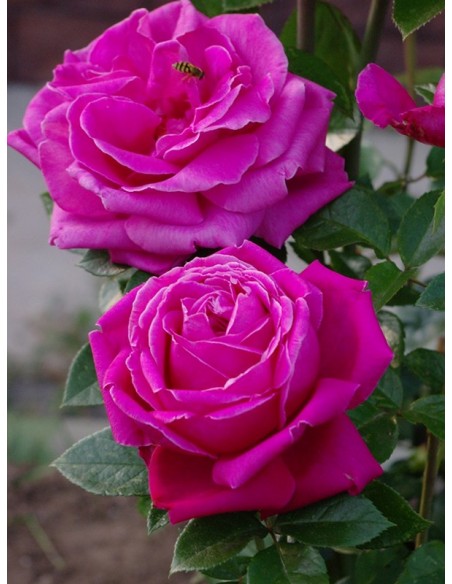 Old Fragrance  Roze Wielkokwiatowe