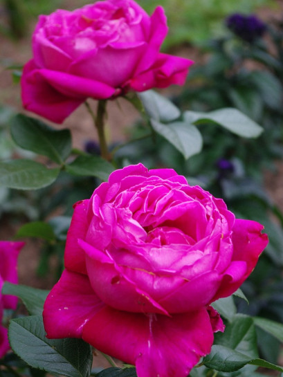 Roza Wielkokwiatowa Old Fragrance