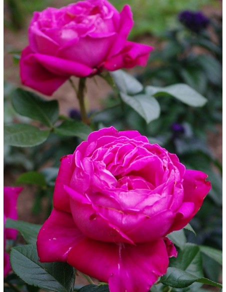 Roza Wielkokwiatowa Old Fragrance