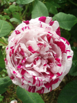 róże historyczne variegata di bologna