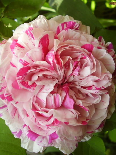 variegata di bologna - róże historyczne