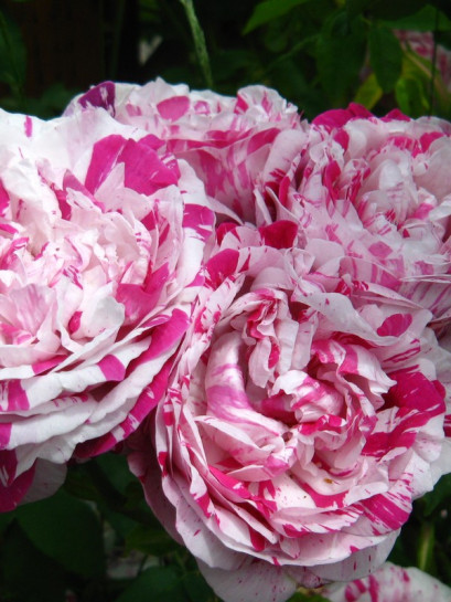 wielobarwne róże historyczne variegata di bologna