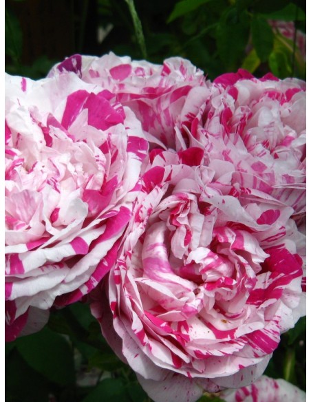 wielobarwne róże historyczne variegata di bologna