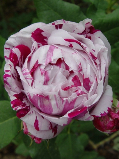 paskowane RÓŻE HISTORYCZNE Variegata di Bologna