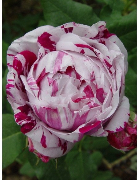 paskowane RÓŻE HISTORYCZNE Variegata di Bologna