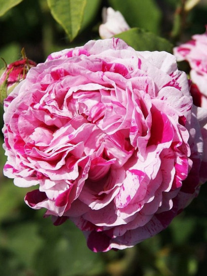 Variegata di Bologna - HISTORYCZNE RÓŻE