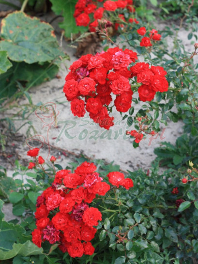 czerwone róże okrywowe Red Fairy