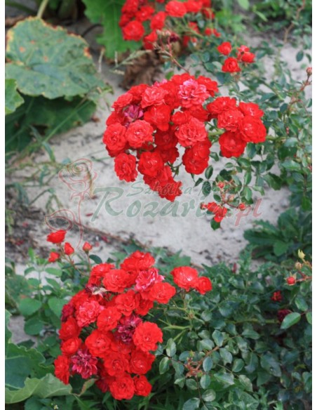 czerwone róże okrywowe Red Fairy