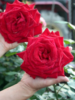 Róże wielkokwiatowe Ingrid Bergman