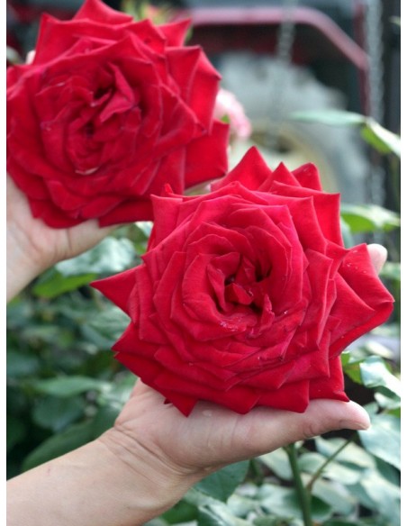 Róże wielkokwiatowe Ingrid Bergman