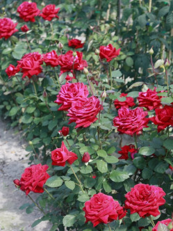 Róże wielkokwiatowe Ingrid Bergman 2