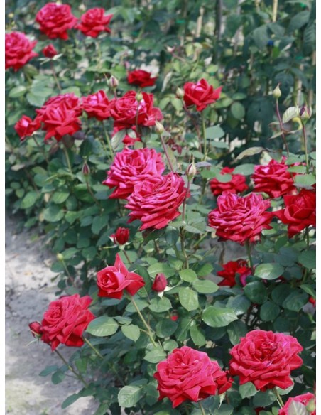 POULMAN róża wielkokwiatowa