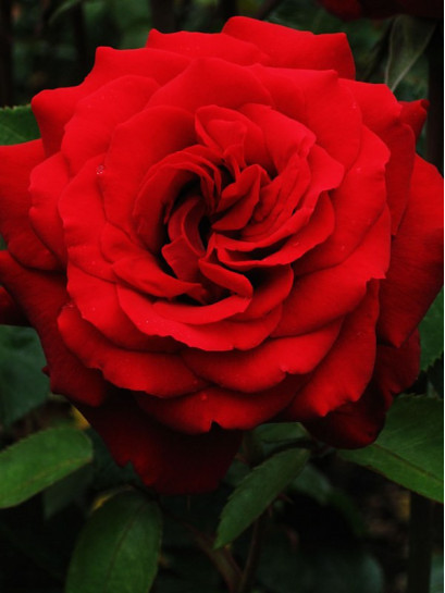 POULMAN róża wielkokwiatowa