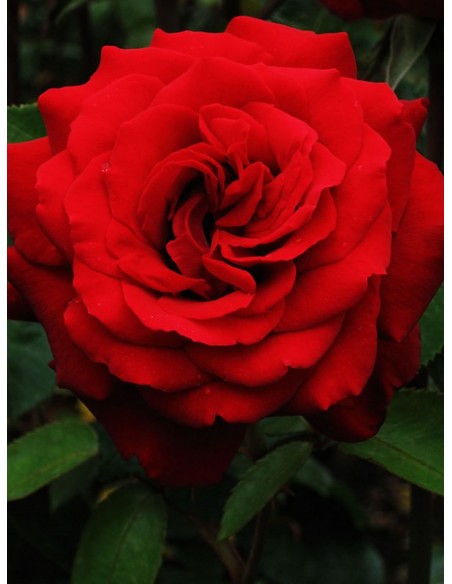 POULMAN róża wielkokwiatowa