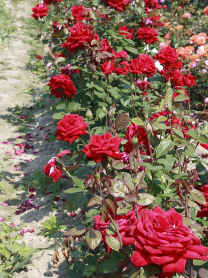 POULMAN róża wielkokwiatowa