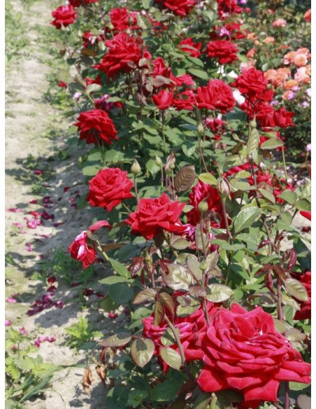 POULMAN róża wielkokwiatowa