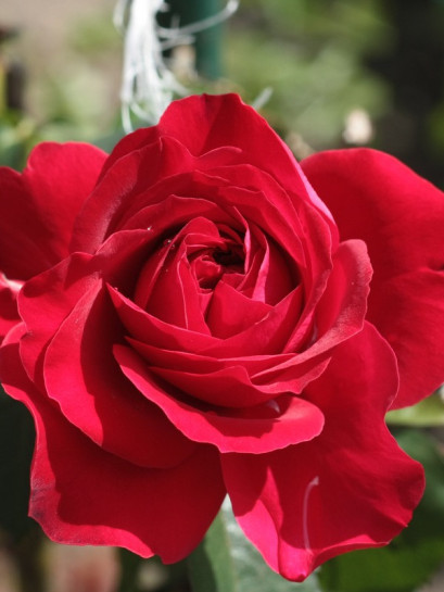 POULMAN róża wielkokwiatowa