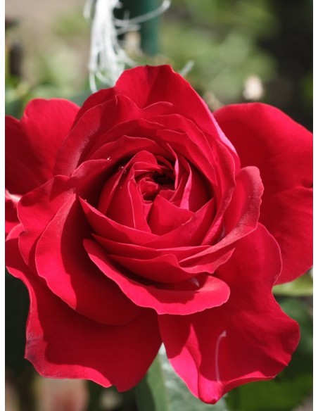 POULMAN róża wielkokwiatowa