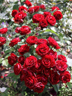 bordowe róże rabatowe Lavaglut