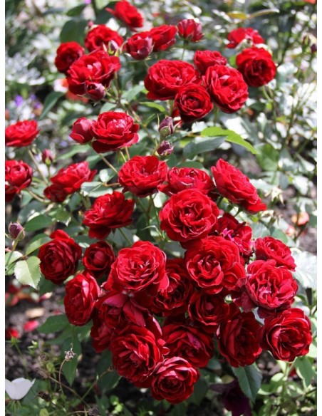 bordowe róże rabatowe Lavaglut