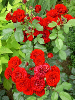 bordowe róże rabatowe Lavaglut 2