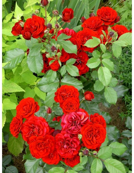  Lavaglut bordowe róże rabatowe