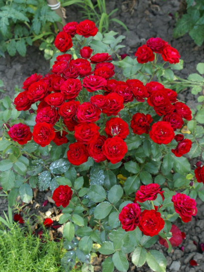 bordowa Lavaglut róże rabatowe 