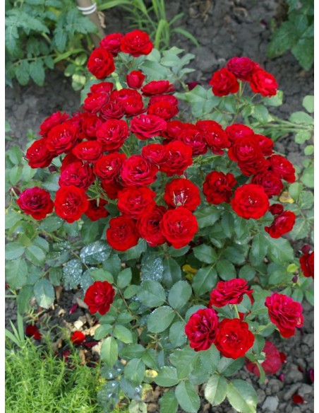 bordowa Lavaglut róże rabatowe 