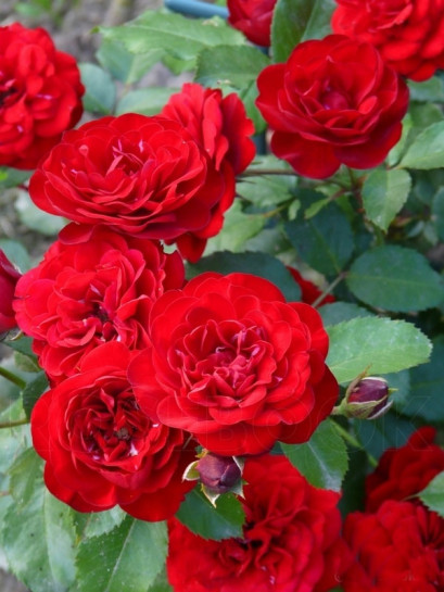 bordowa róża rabatowa Lavaglut