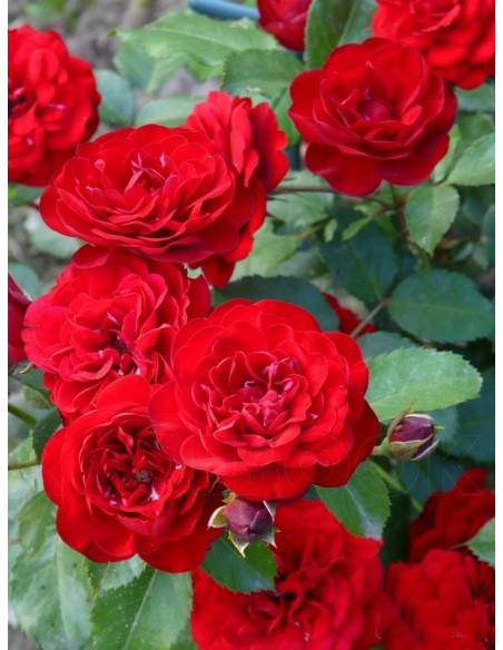 bordowa róża rabatowa Lavaglut