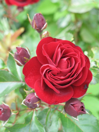 bordowa róża rabatowa Lavaglut