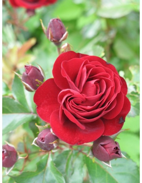bordowa róża rabatowa Lavaglut