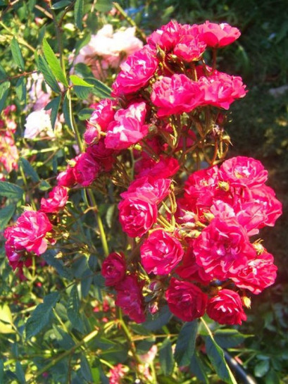 red fairy okrywowe róże