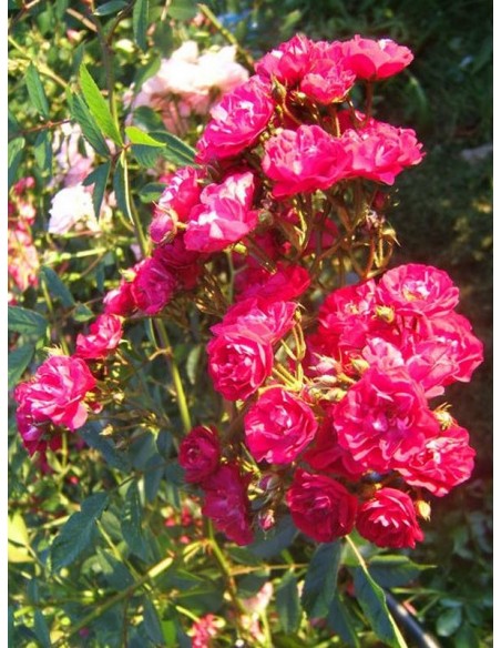 red fairy okrywowe róże