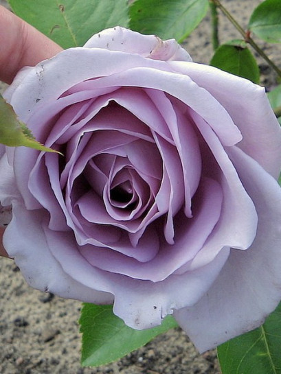 niebieskia róża wielkokwiatowa Mainzer Fastnacht