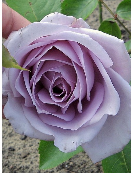 niebieskia róża wielkokwiatowa Mainzer Fastnacht