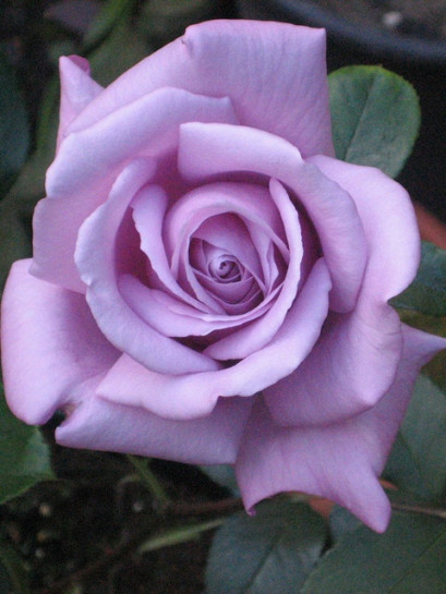 Mainzer Fastnacht niebieskie róże wielkokwiatowe