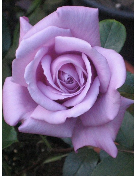 Mainzer Fastnacht niebieskie róże wielkokwiatowe