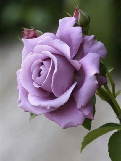 Mainzer Fastnacht niebieskie roze wielkokwiatowe