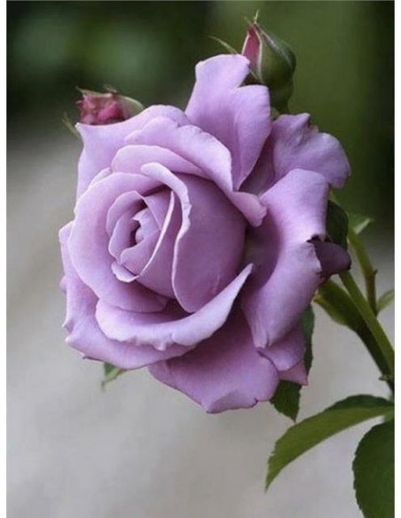 Mainzer Fastnacht niebieskie roze wielkokwiatowe