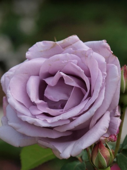 Mainzer Fastnacht niebieskia róża wielkokwiatowa