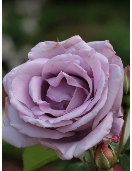 Mainzer Fastnacht niebieskia róża wielkokwiatowa