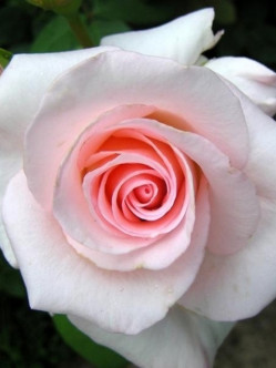 róże wielkokwiatowe Flamingo