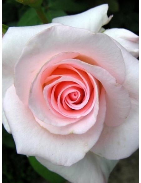 róże wielkokwiatowe Flamingo